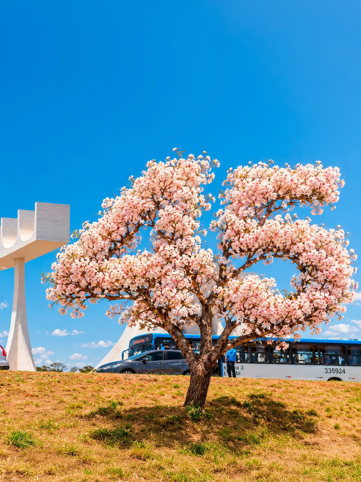 Composição visual com ipê florido e elemento gráfico de campanha